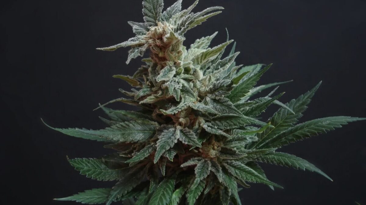 Cannabis Social Club gründen
