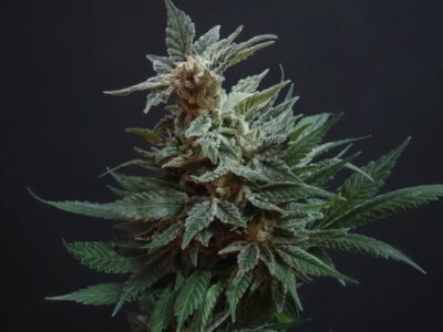 Cannabis Social Club gründen