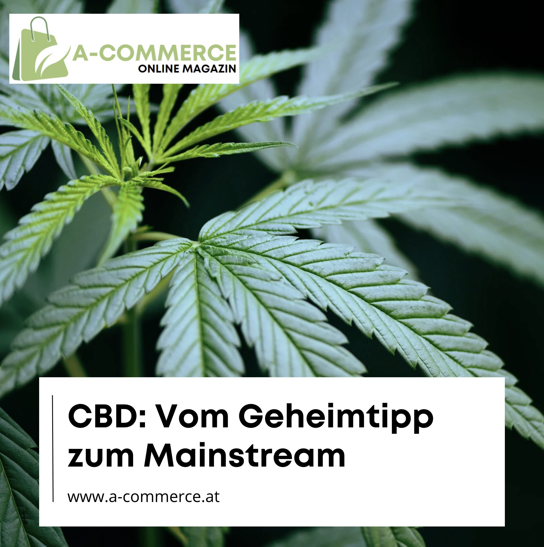 CBD: Vom Geheimtipp zum Mainstream