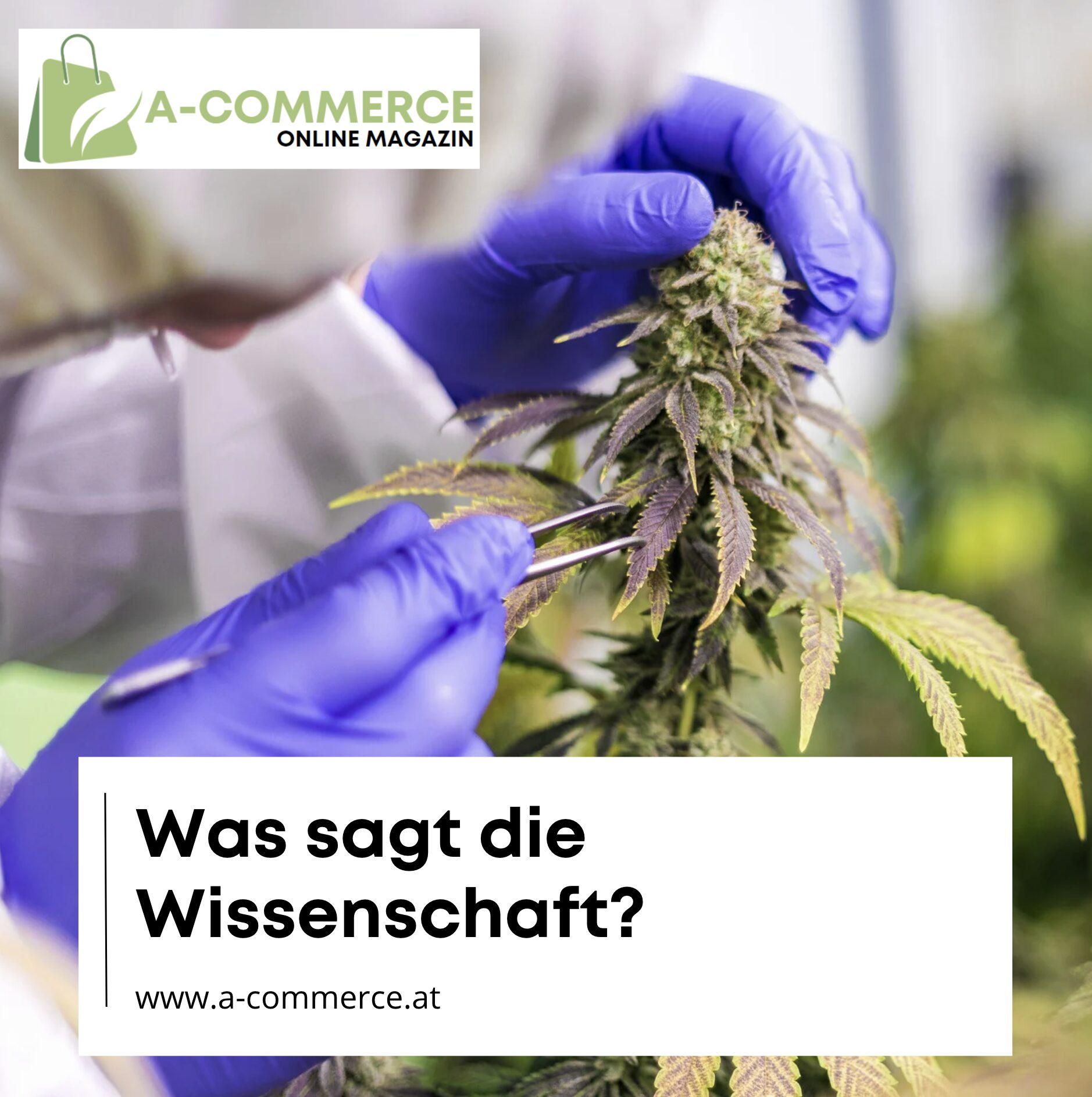 Was sagt die Wissenschaft zu CBD?